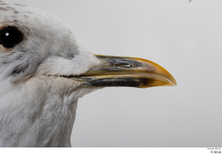 Common gull Larus Canus beak mouth 0001.jpg